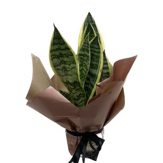 Planta Sanseveria 