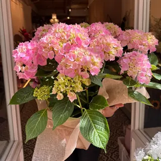 Majestic Hortensia