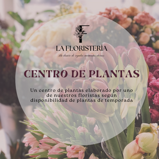 Centro De Plantas Lf