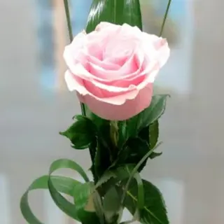 Rosa Rosa Unidad