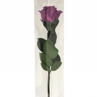 Rosa Preservada (Morada)