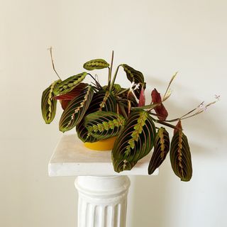 Maranta Tricolor