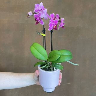 phalaenopsis Optifriend 