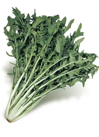 Cicoria