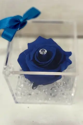 rosa blu stabilizzata