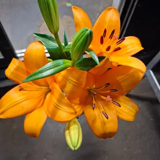 lilium   normale