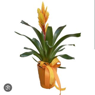 Bromelia 