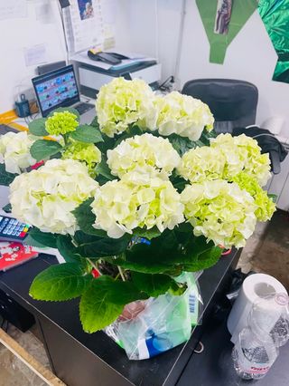 Pianta ortensia media