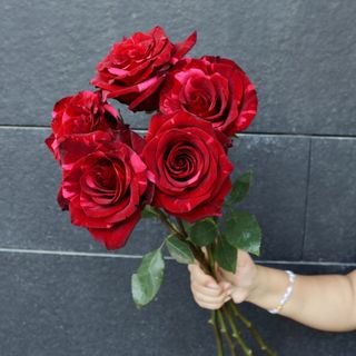 Ramo de 5 Rosas Red Panter