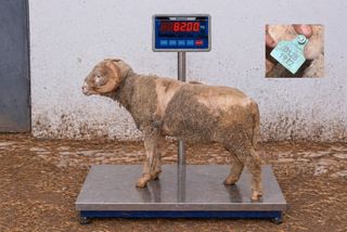 01281912 - 82 Kg