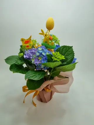 ghiveci hortensie
