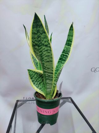 Sansevieria