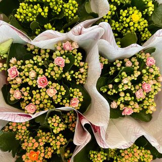 Kalanchoe Dobrado - Flor da Fortuna