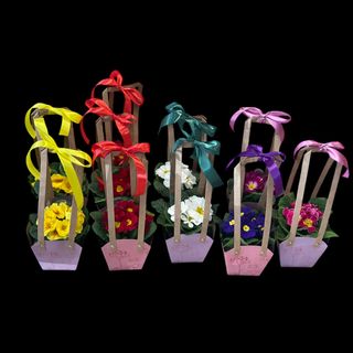 Primula in punga de cadou