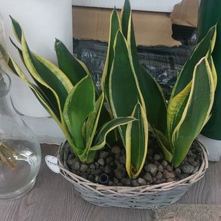 Pianta sanseveria dipartimento di casa