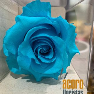 Rosa Eterna Azul Turquesa
