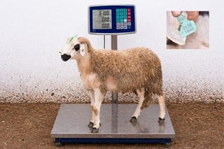 01281846 - 61 Kg