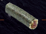 Hand Roll Tuna 1p