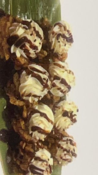 55. Philadelphia - 8 pezzi