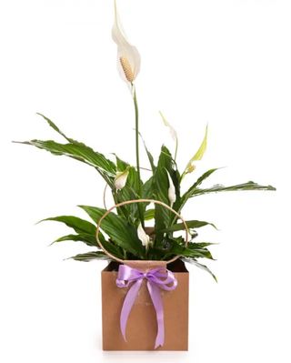 Crinul Păcii (Spathiphyllum) în pungă cadou