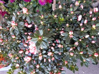 Azalea b colore grande 