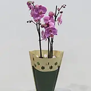 Biljka 1