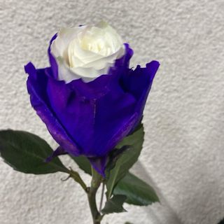 ჰოლანდიური ჭრელი ვარდი