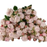 ჰოლანდიური ჯუჯა ვარდები 7 ტოტი