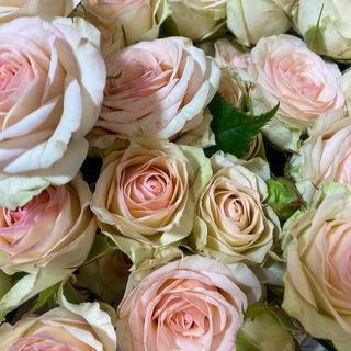 Спрей-троянда біла/беж