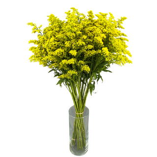  Solidago Amarillo Flor Suelta (Nos son ramos/no bouquet)