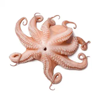 Pulpo Crudo  Kg.