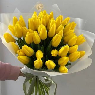 Tulip Garden Bliss 241