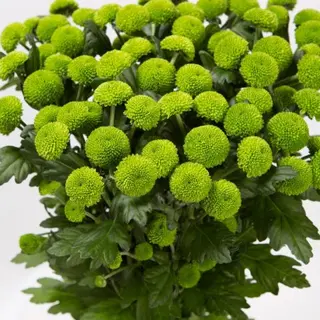 Pianta di santini
