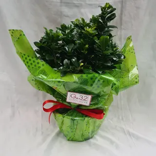Bonsai vaso 17