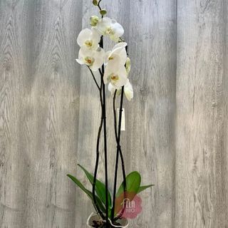 Orquídea de Blanca