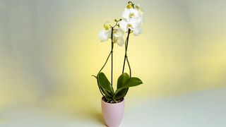 Orhideja u saksiji sa ukrasnom keramičkom posudom