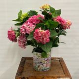 Hortensia con Maceta