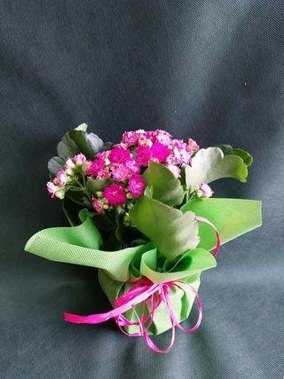 Каландива (3брx3)