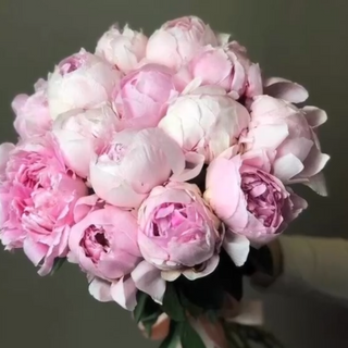 Півонія мікс 