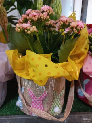 Kalanchoe em Saco de Juta