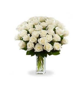 Rose bianche