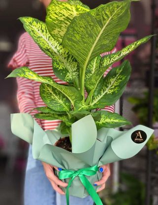 Dieffenbachia