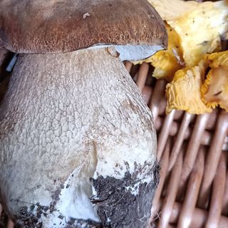 Gramigna paglia e fieno con porcini e salsiccia 