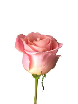 Rosa rosa gambo medio