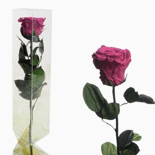 Rosa color magenta preservada