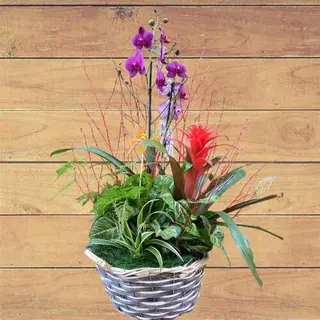 Canasta Con Orquidea Y Plantas Variadas
