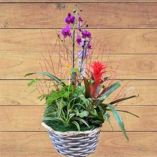 Canasta Con Orquidea Y Plantas Variadas
