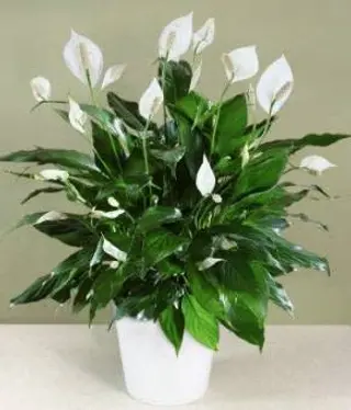 Spathiphyllum