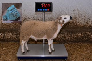 06349295 - 73 Kg