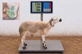 01281923 - 57 Kg